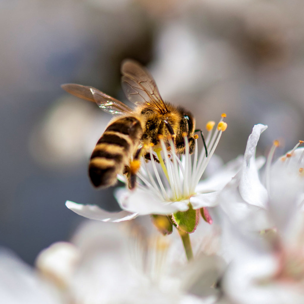 honey bees on flowers