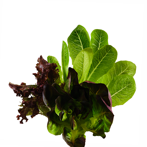 Lettuce Mix SeedPods – ēdn